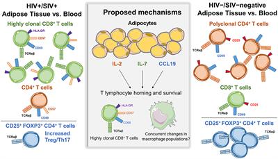 Adipose Tissue T Cells in HIV/SIV Infection